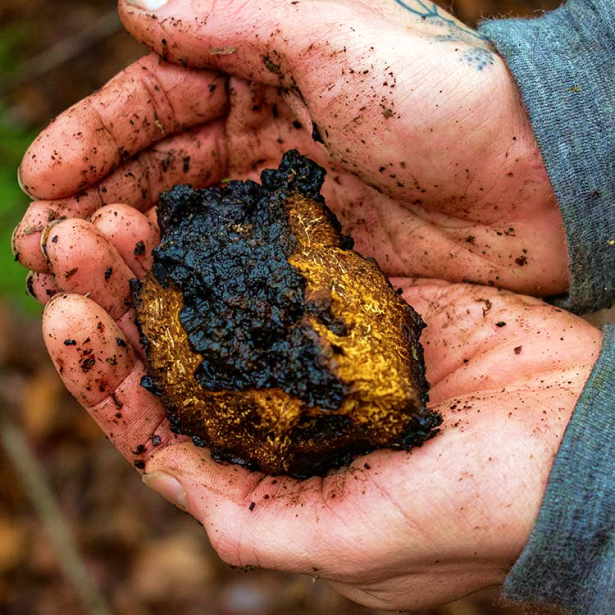 What is Chaga?