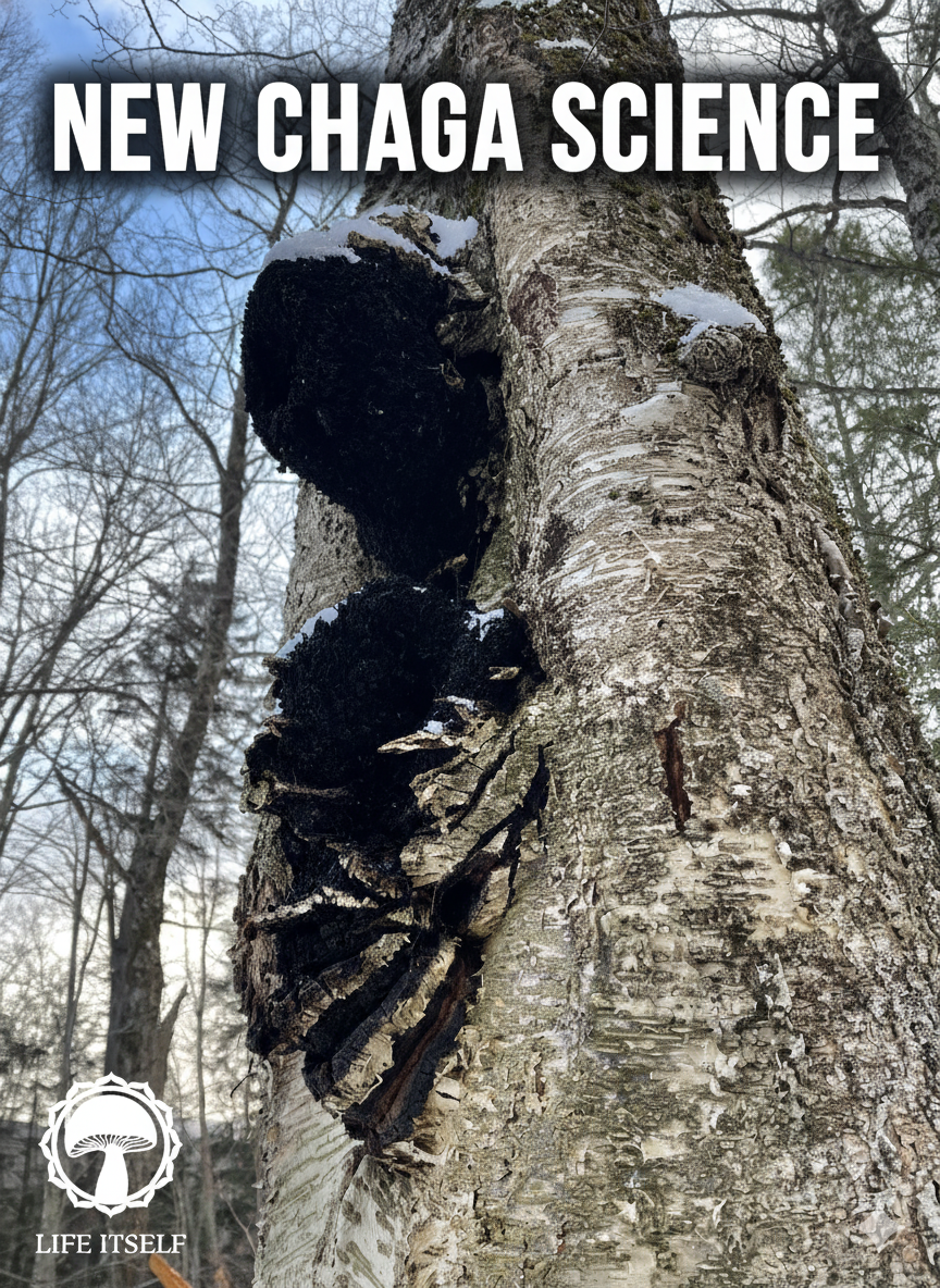 Massive Implications for Our Nation's Health: The Chaga Mushroom Science
