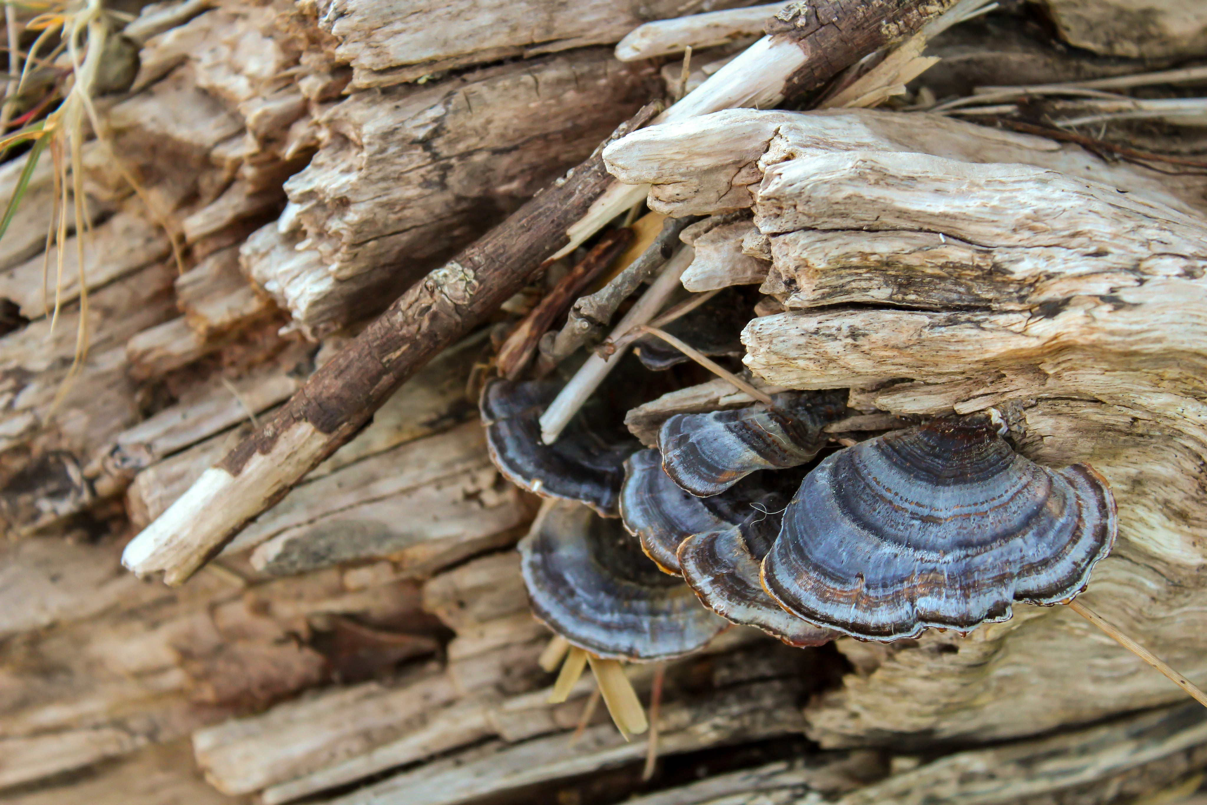 Why These 5 Mushrooms Should Be in Your Diet