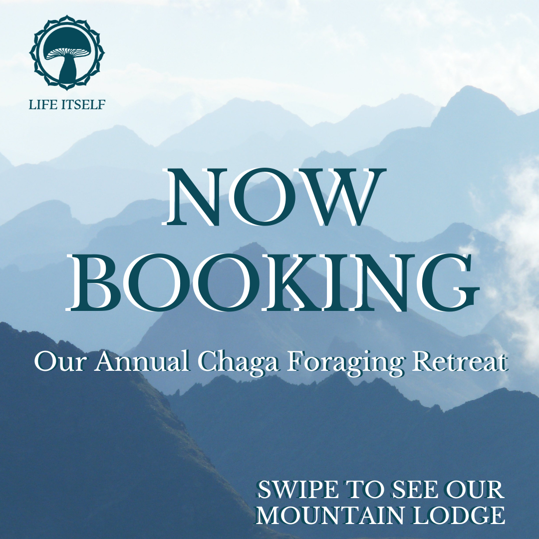 Chaga Foraging Retreat