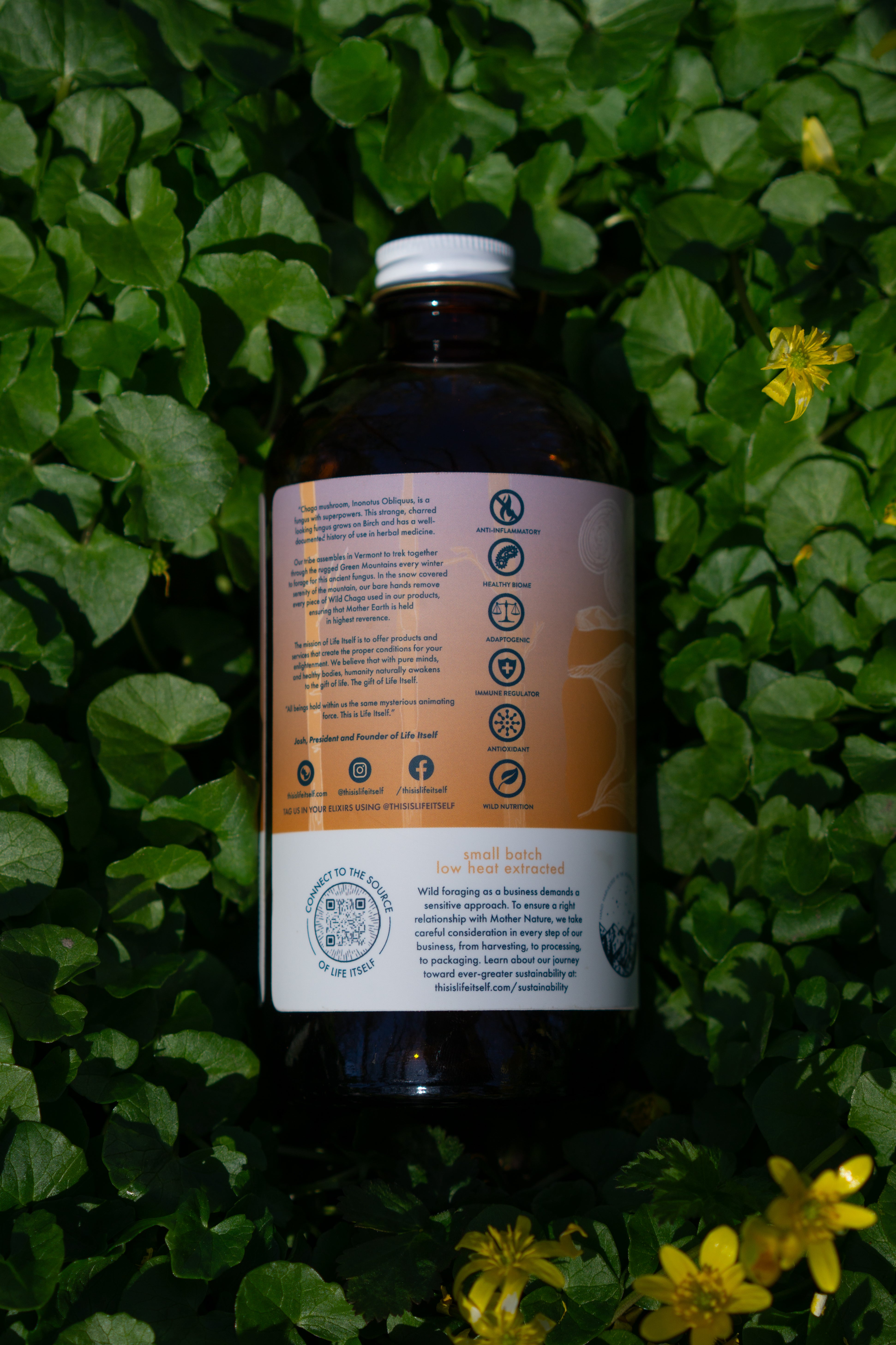 Chaga Concentrate 16oz