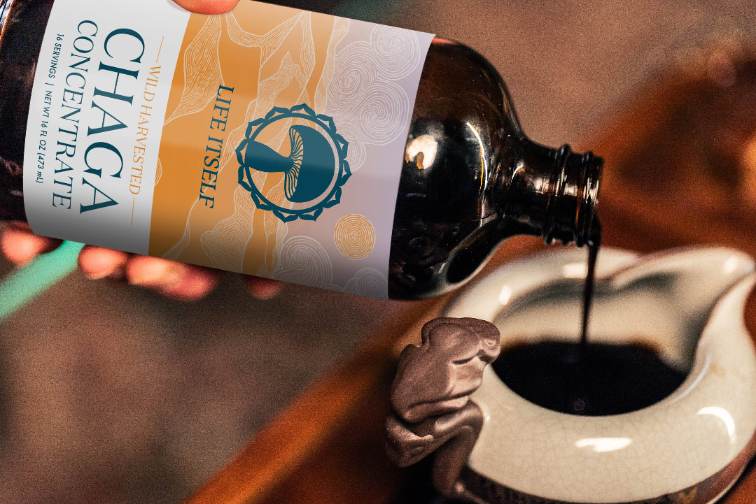 A bottle of Life Itself Wild Harvested Chaga Concentrate pouring dark liquid mushroom extract into a ceramic cup.
